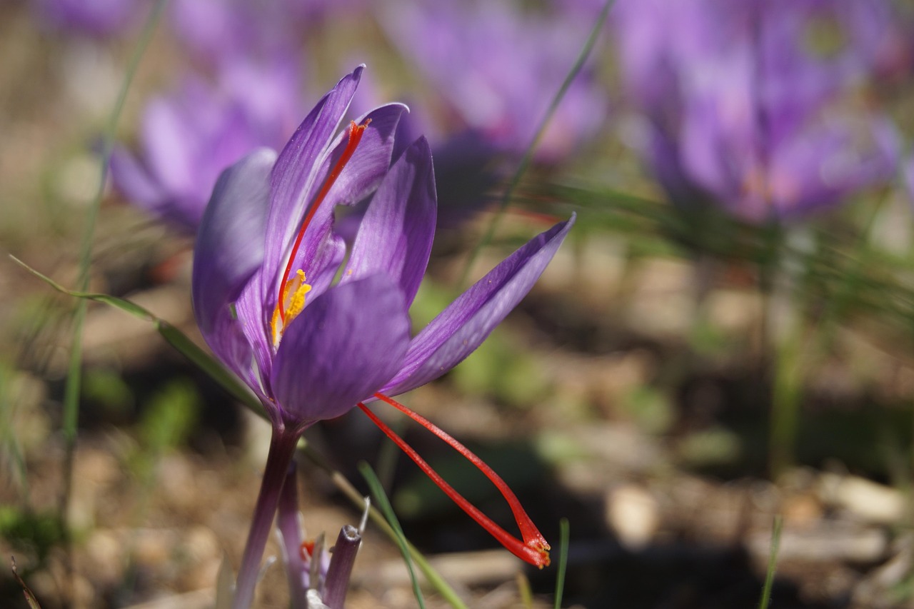découvrez le safran, une épice précieuse réputée pour sa saveur unique, sa couleur dorée et ses nombreux bienfaits pour la santé. utilisations culinaires, origines, conseils d'achat et de conservation.