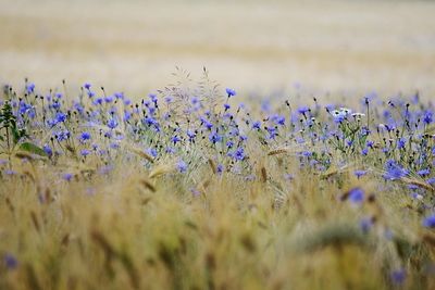 field marketing en 2025 : stratégies efficaces pour booster vos ventes sur le terrain