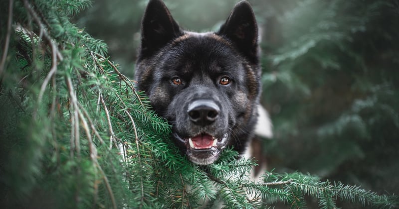 Devenir dog-sitter : le cadre légal à connaître avant de se lancer